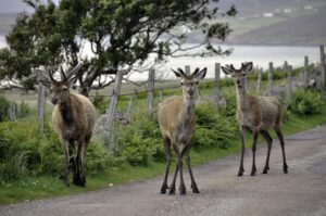 Deers on the road