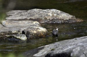 White-throated dipper