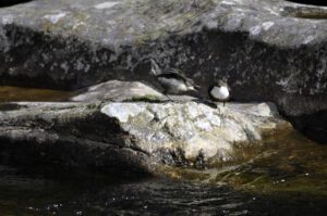 White-throated dipper feeding the chick