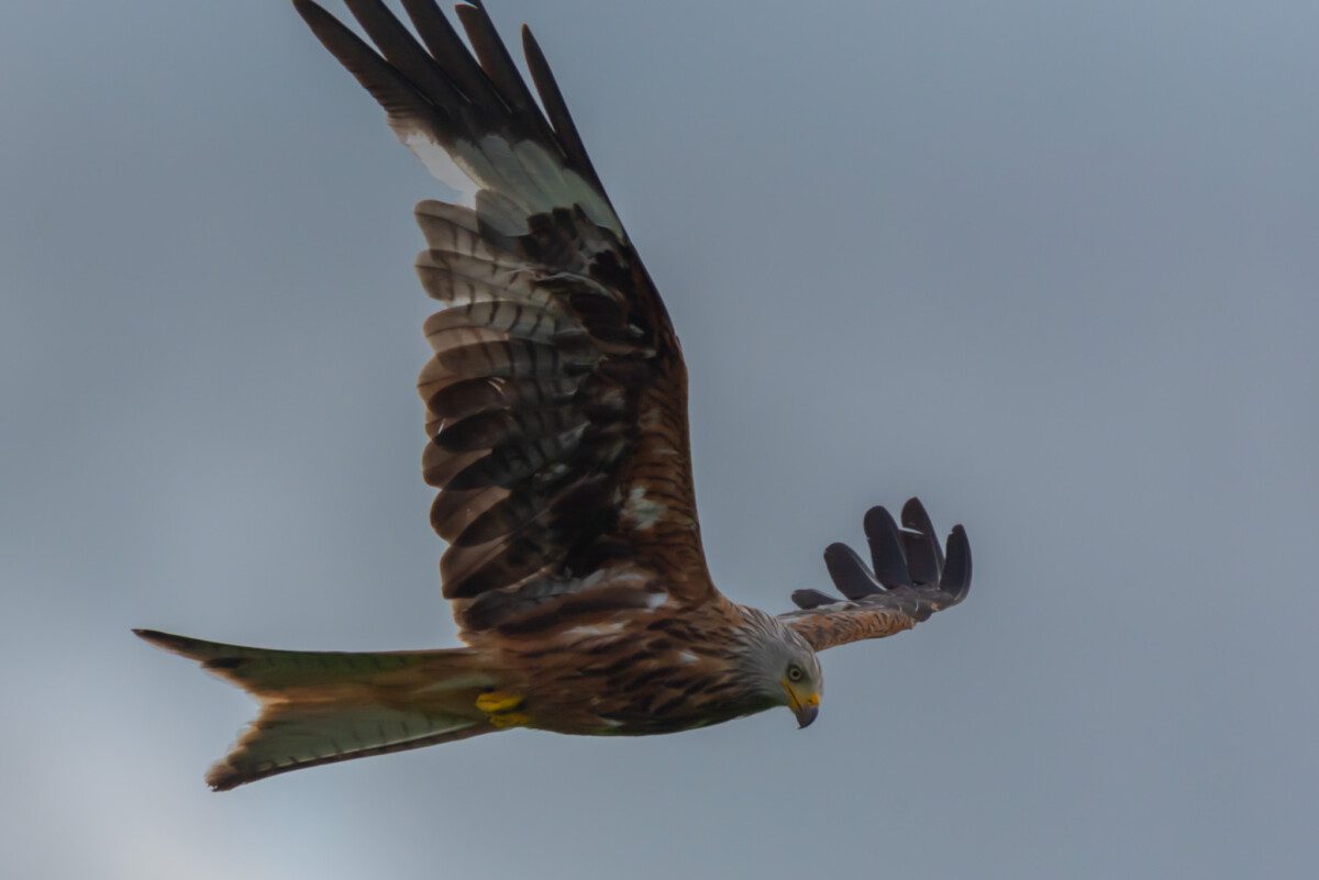 Red Kite