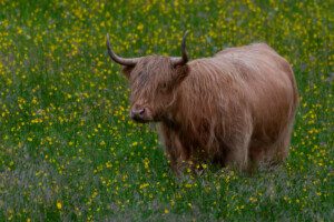 Highland cow