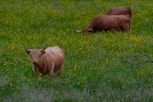 Highland cows