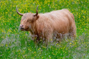 Highland cow