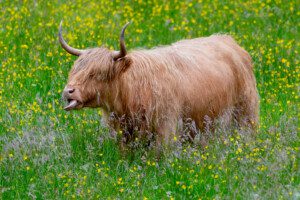 Highland cow