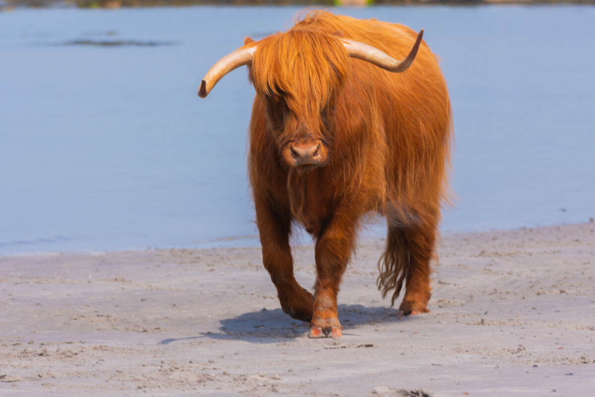 Highlands cows on the beach