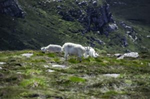 Scottish mountain goats