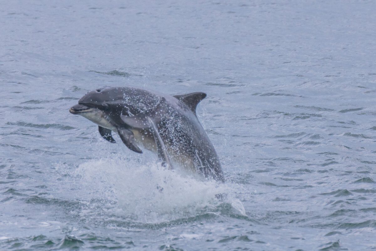 Bottlenose dolphin