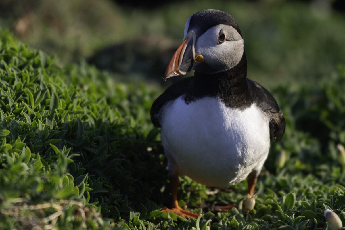 Puffin