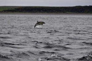 Bottlenose dolphin leap