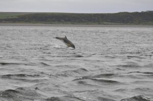 Bottlenose dolphin leap