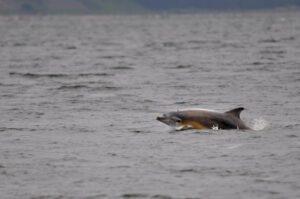 Bottlenose dolphin