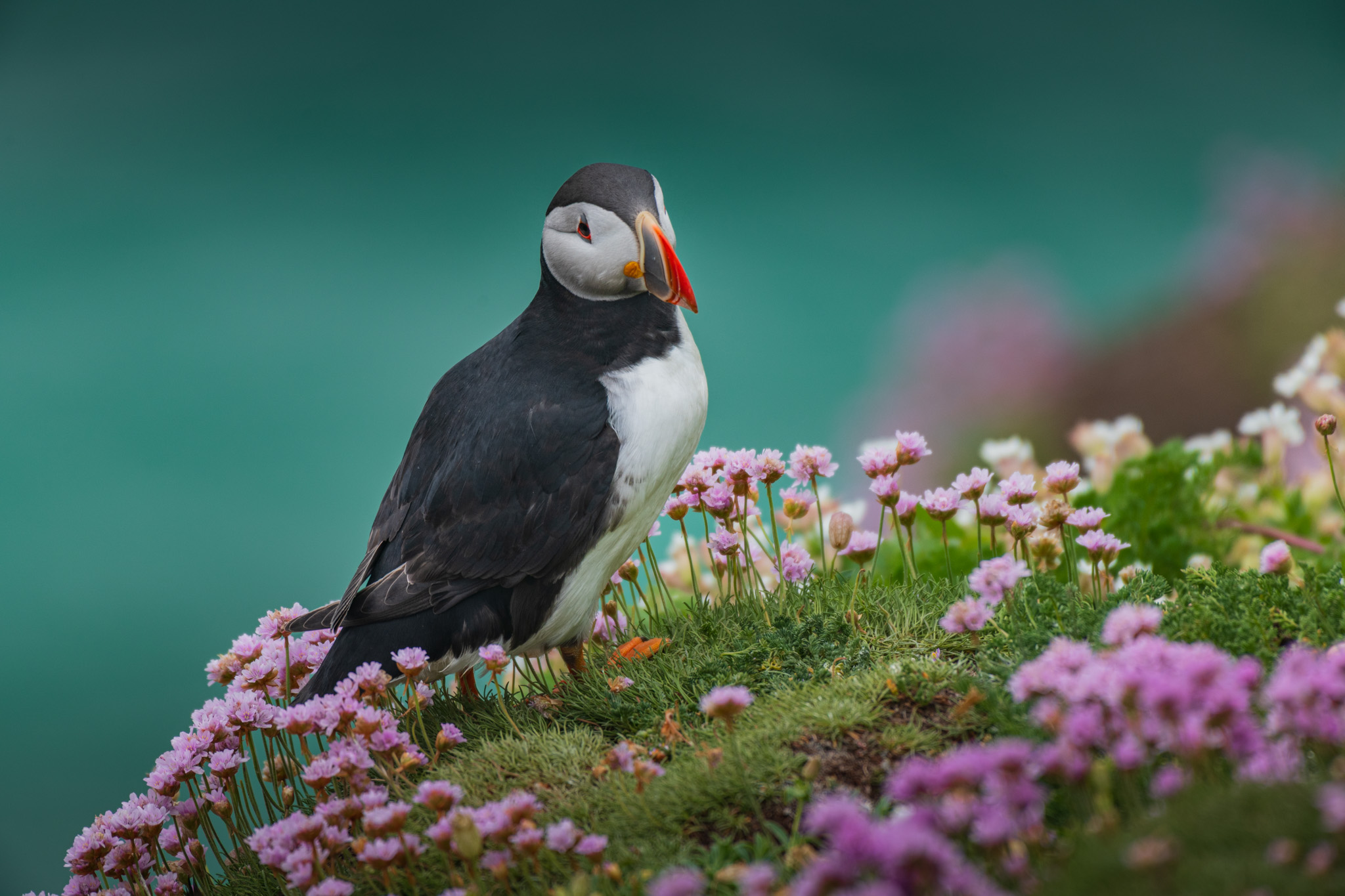 Puffin