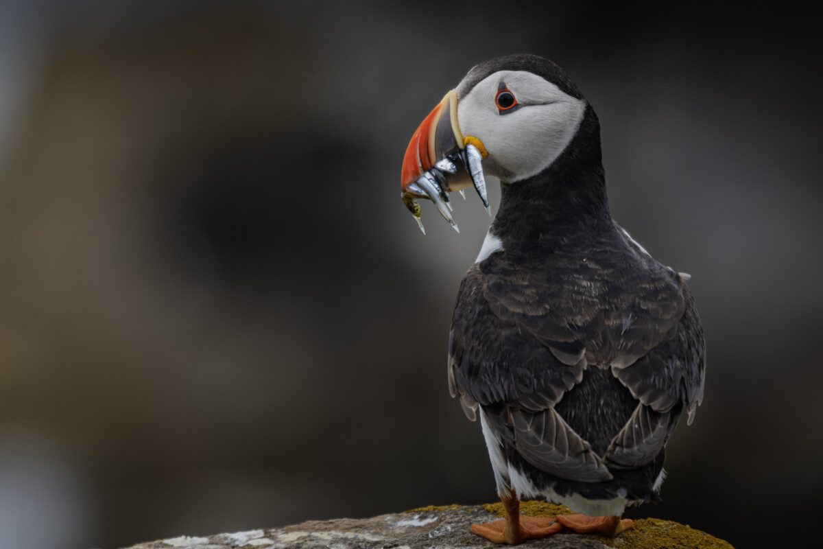 Puffin