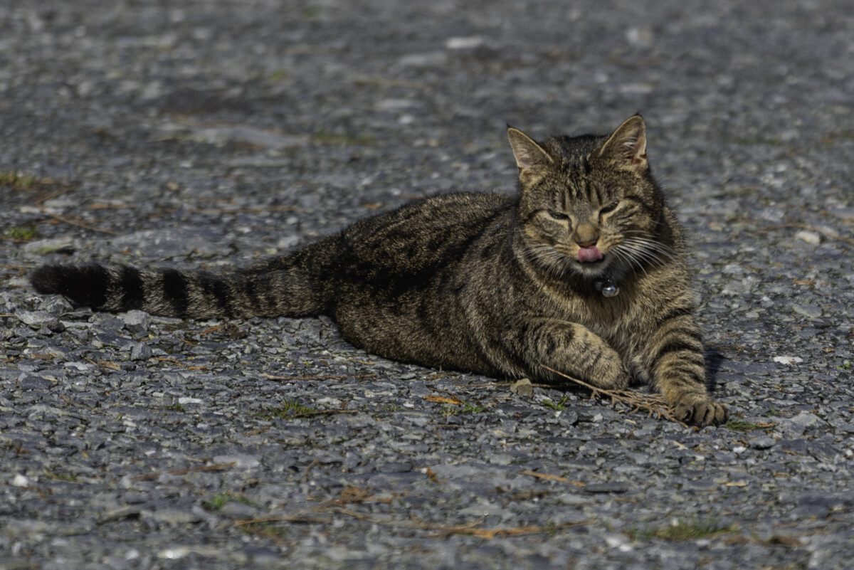 Missy soaking up the sunshine like she owns it. Photo session in