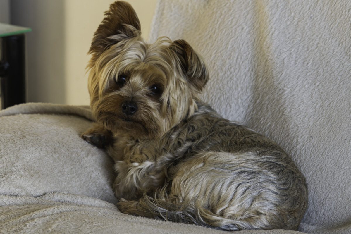 Kuoki relaxing on the couch