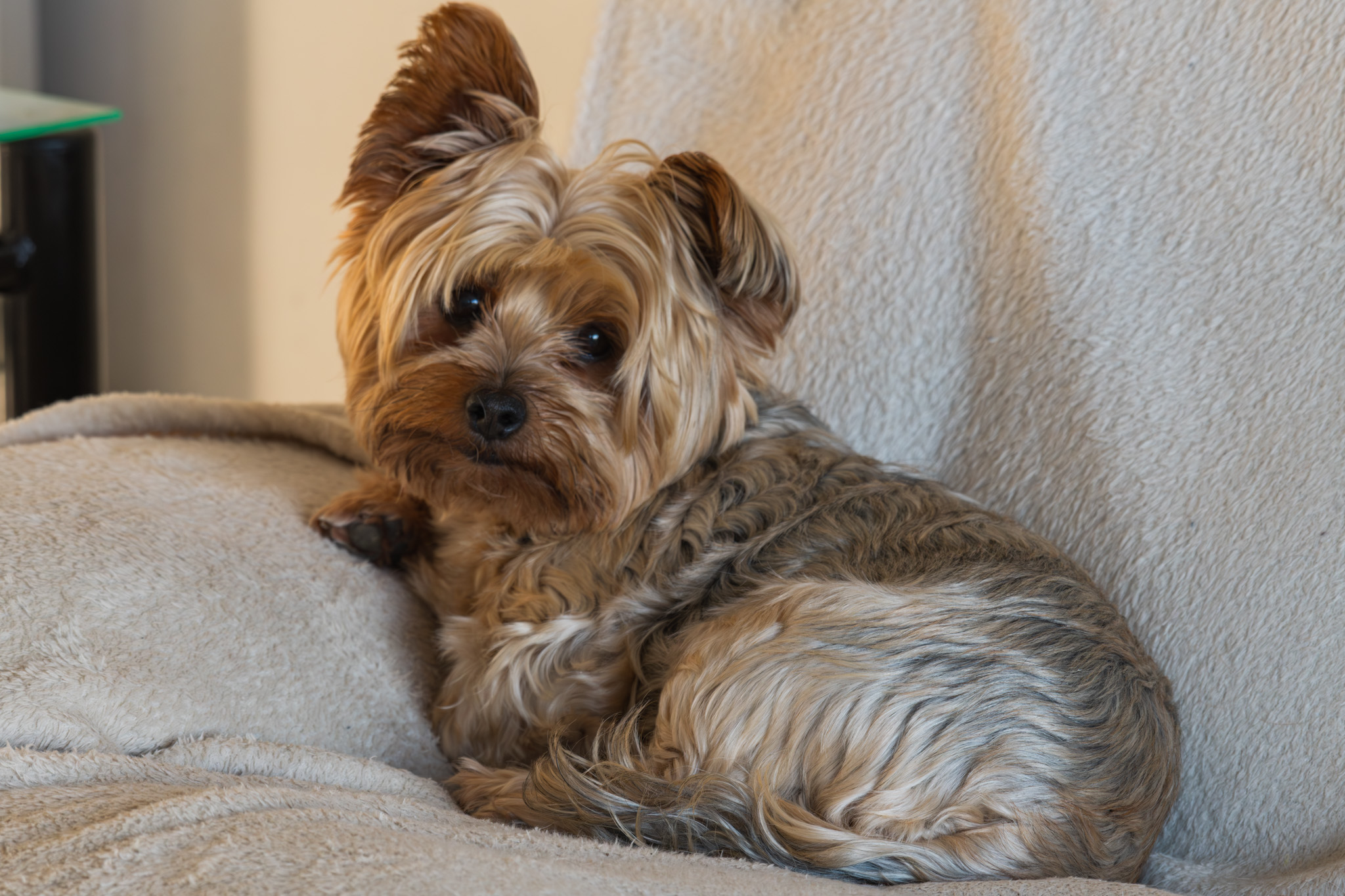 Kuoki relaxing on the couch