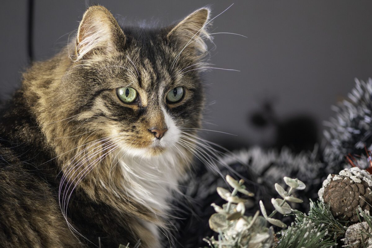 Ripley on test session of my new Macro lenses