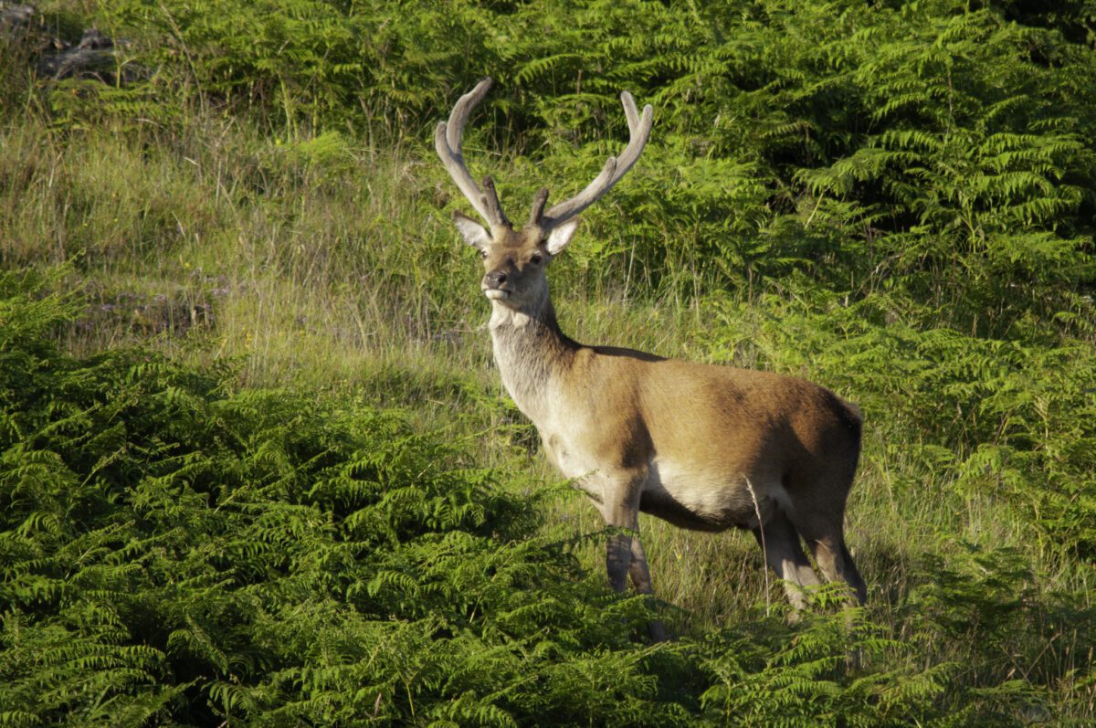 Red deer with velvet on the antlers