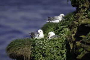 Fulmars