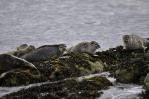 Harbour seals