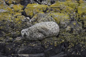 Harbour seal