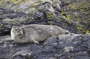 Harbour seal