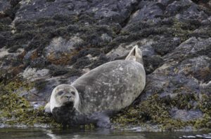 Harbour seal