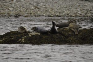 Harbour seals