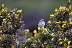 Bird on a broom