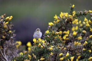 Bird on a broom