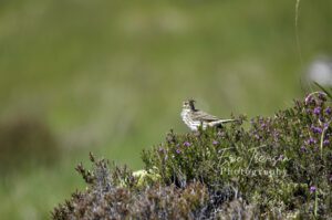 Meadow pipit with insect