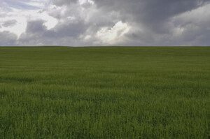 Scottish field