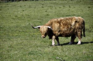 Highland cows