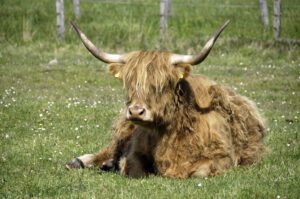 Highland cow